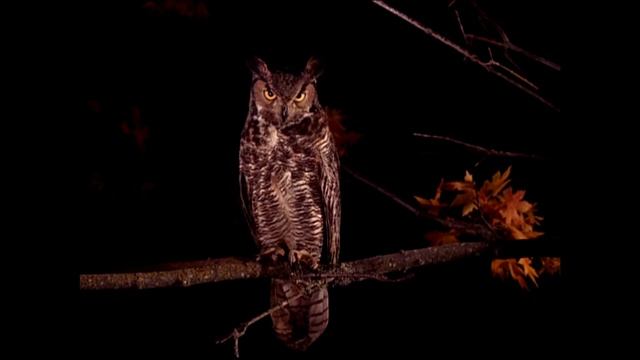 the owls are not what they seem смотреть онлайн