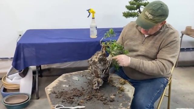 Challenging Ficus material part 1 : Creating a bonsai on a rock смотреть онлайн