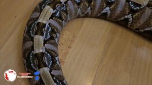 Королева гадюк.Габонская гадюка или Кассава.