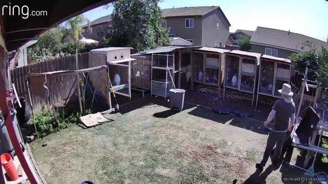 Cooper Hawk Attacks Pigeon Then Drops It смотреть онлайн