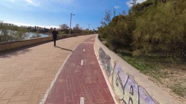 Парк реликтовый деревьев нетронутый лес в Эль Пуерто де СантаМария, Испания смотреть онлайн