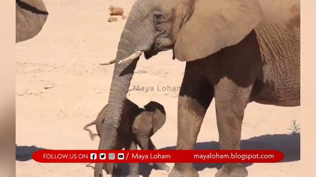 குட்டி யானைக்கு நடக்கக் கற்றுக்கொடுக்கும் தாய் யானை | ஒரு அழகான வைரல் காட்சி. смотреть онлайн