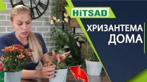 Если вам подарили Хризантему  Как обрезать Хризантему  Уход за цветком в домашних условиях