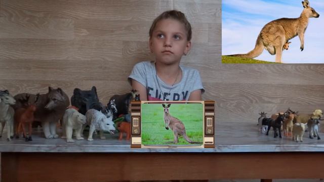 Изучаем диких животных с детьми. Кенгуру. Интересные факты о кенгуру смотреть онлайн