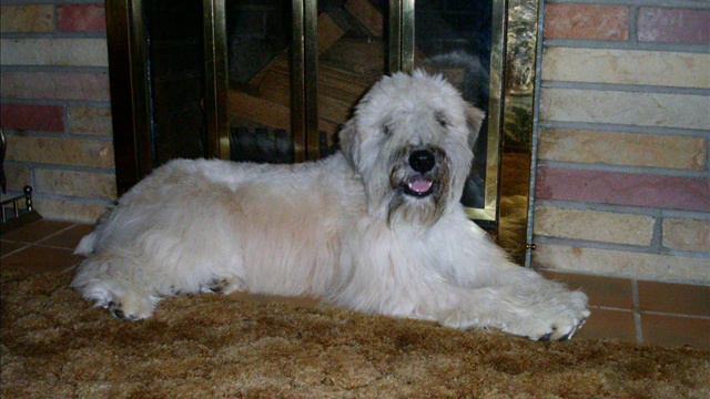 Ember our Wheaten Terrier! смотреть онлайн