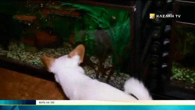 Как приручить паука. Сергей Буханцов. Живи на 100! смотреть онлайн