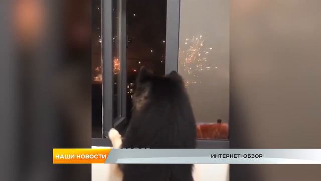 Интернет-обзор за 07 февраля 2019 года смотреть онлайн