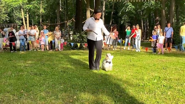 Чарли, Чарли, смешной чудак. Танец с собакой смотреть онлайн