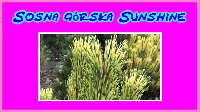 Nowe odmiany - Sosna Górska Sunshine,Sosna Górska Rositech смотреть онлайн