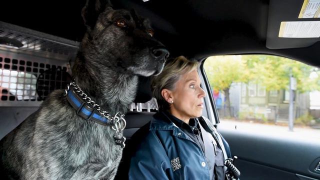 CPD Video Series Presents: The Mass Transit K-9 Unit смотреть онлайн