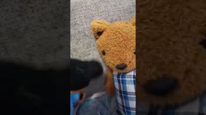 сереноголовый