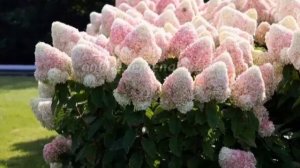 Гортензия Саммер Лав. Метельчатая красавица.