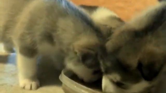 201Alaskan Malamute Puppies from Payakootha FCI 4 weeks part.4 смотреть онлайн