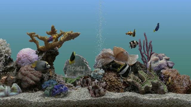 Roku screensaver: Aquatic Life смотреть онлайн