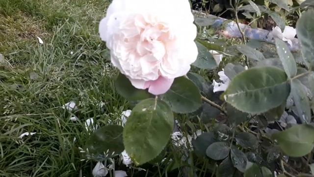 Английская роза Винчестер Кефедрал-невеста в розарии?David Austin roses смотреть онлайн