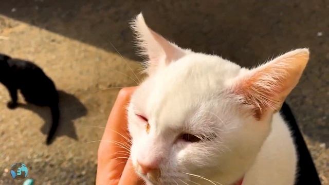 ОСТРОВ КОШЕК | Собакам тут не рады. смотреть онлайн