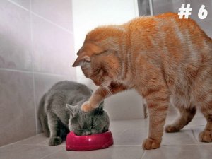 Топ-Лучшая Подборка/Самые смешные животные / Приколы с котами и собаками(# 6)