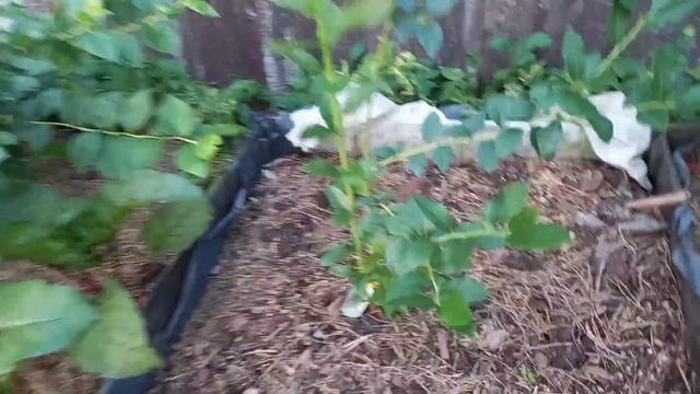 плодоношение моей голубики смотреть онлайн