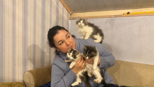 Маленькие котята ищут дом! смотреть онлайн