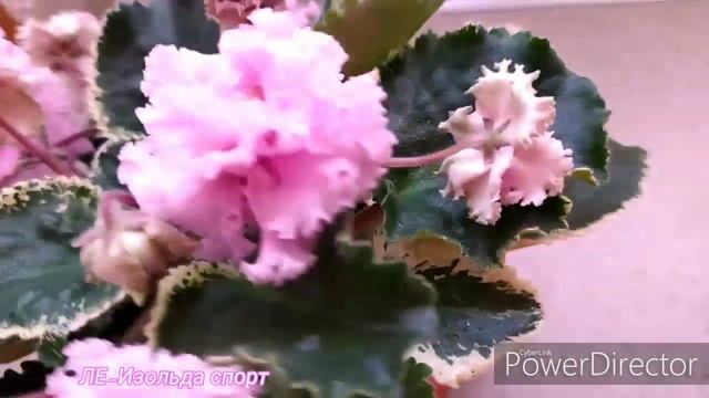 #фіалка ЛЕ-Изольда спорт смотреть онлайн