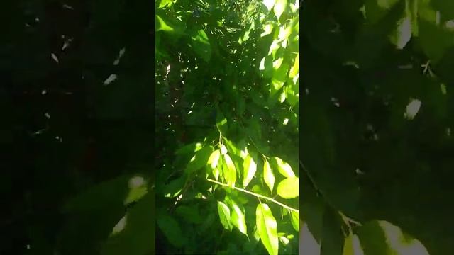 Черешня Овстуженка / Sweet Cherry Ovstuzhenka смотреть онлайн