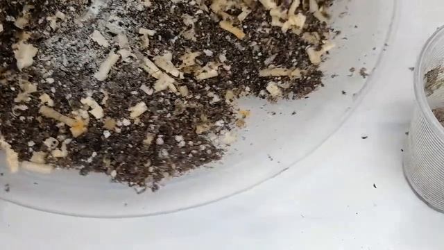 Suculentas Cryptanthus Bivittatus Donsuculento