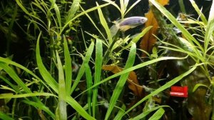 БОЛЕЗНИ АКВАРИУМНЫХ РАСТЕНИЙ. ПРИЧИНЫ И МЕТОДЫ УСТРАНЕНИЯ