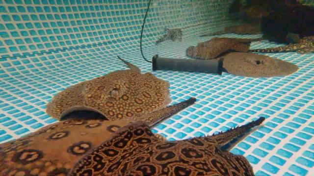 Stingray Pool Underwater - Pregnant Pearl Het - BD - Mantillas - Mini Motoro - Multispot Hybrid смотреть онлайн