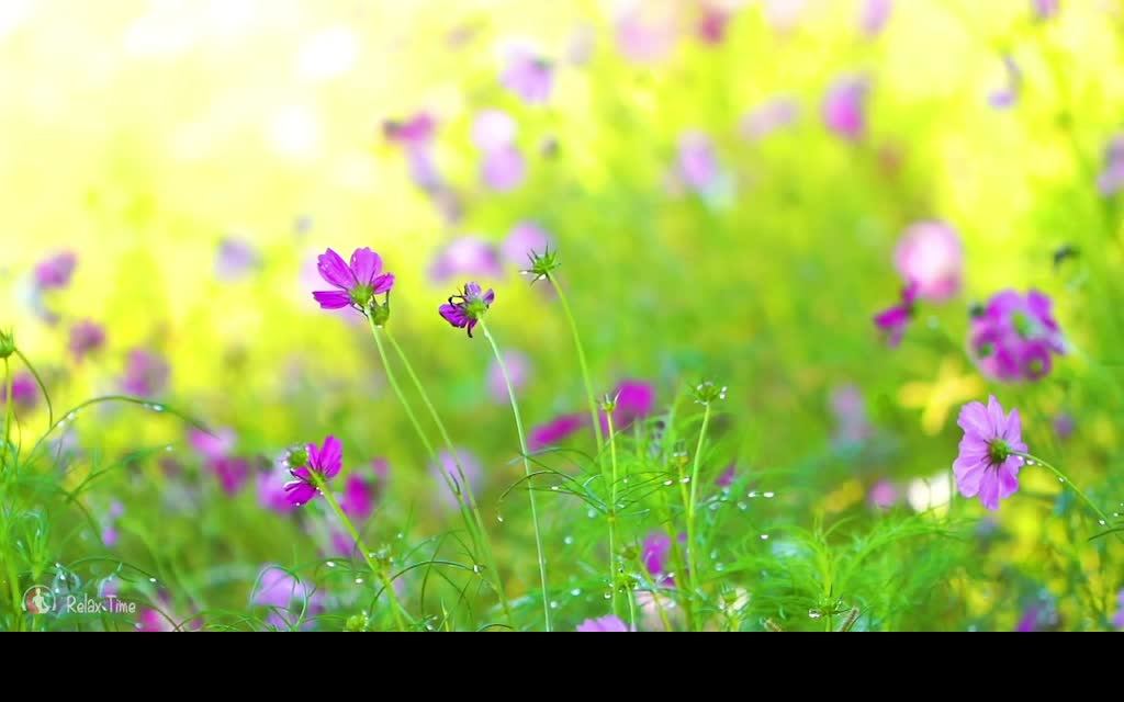 Релакс -покой нервной системы смотреть онлайн