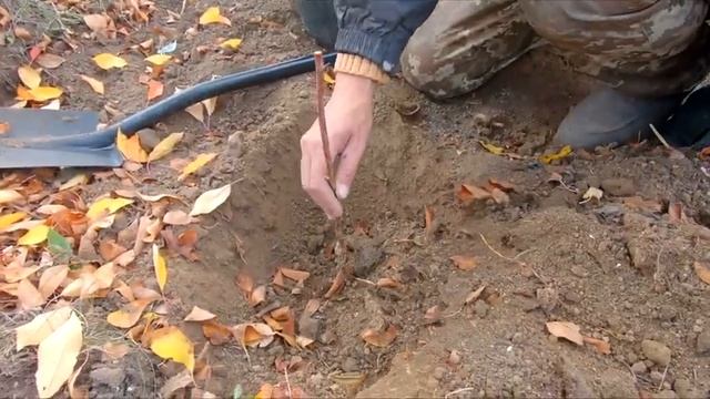 Как посадить малину//Осенняя посадка//На бедной почве!! смотреть онлайн