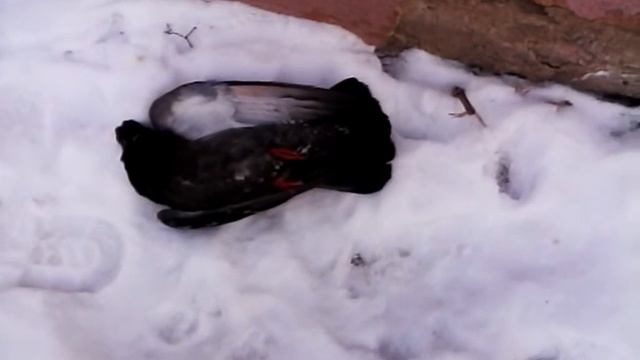 Голубь замерз! смотреть онлайн