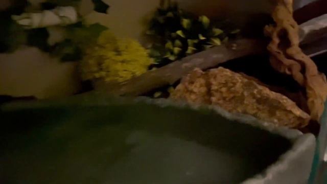Coastal Carpet Python Training Session: 19 September 2022 смотреть онлайн