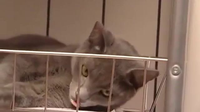 Русская голубая кошка и кошка породы нибелунг смотреть онлайн