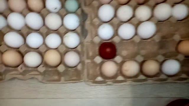 Видеоответ подписчице, новая порода перепелов, ночной Дозор!!! смотреть онлайн