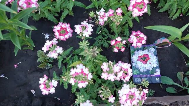 ВЕРБЕНА НИЗКОРОСЛАЯ. Яркий однолетник,цветущий весь летний сезон. Июль2021г. смотреть онлайн