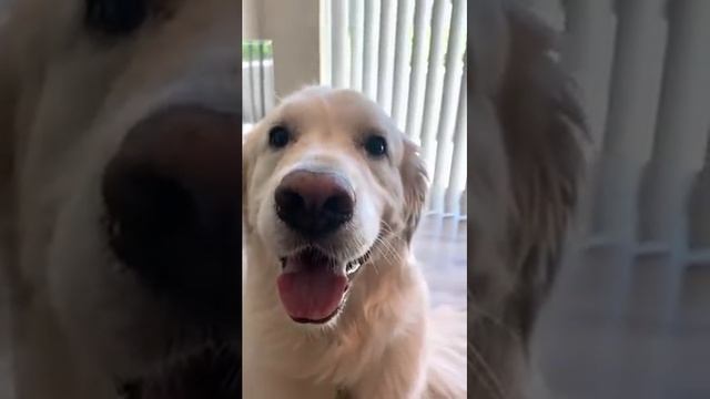Owner Asks Dog Questions About Who Is a Good Boy And Whom Will They Cuddle - 1174073 смотреть онлайн