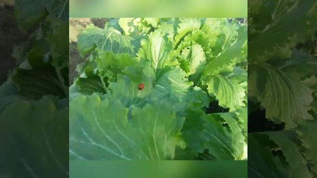 Пекинка на грядках. смотреть онлайн