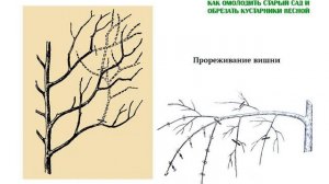 Прореживание и обрезка вишни. Снижение кроны. Как омолодить и обрезать деревья. Часть 8. ©