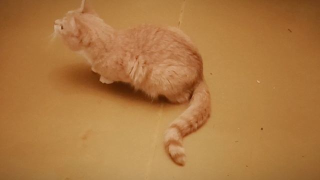 VID_20230326_193945.mp4 смотреть онлайн