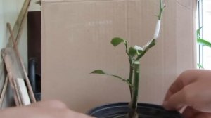 Прививка лимона в расщеп и за кору