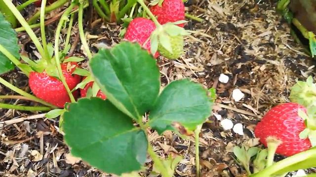 сорт земляники Кабрилло смотреть онлайн