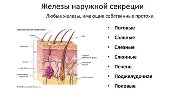 2)Краткий обзор органов.(Биология 8 класс) смотреть онлайн