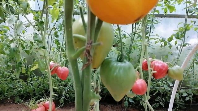 Томат Желтый Клюв (Yellow Beak) смотреть онлайн