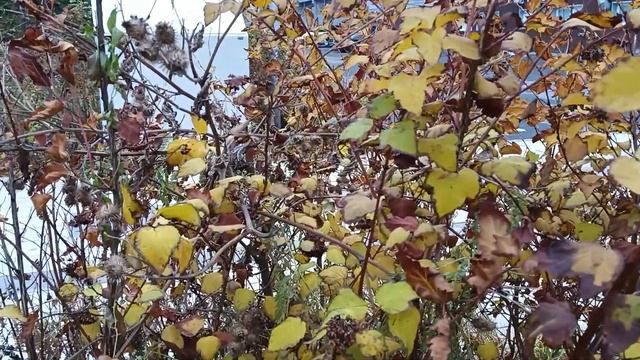 Тест камеры vivo T2 смотреть онлайн