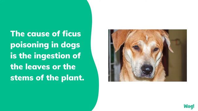 Ficus Poisoning in Dogs | Wag! смотреть онлайн
