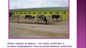 Презентация для детей.  Домашнее животное. Корова