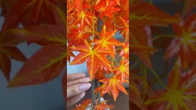клен белый ротанг смотреть онлайн
