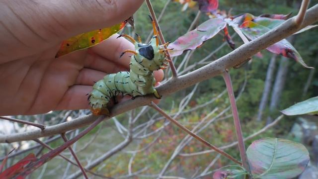 UNBELIEVABLE FIND at HIDDEN CABIN in the WOODS!!! -- (Fishing a LOADED POND!!!) смотреть онлайн