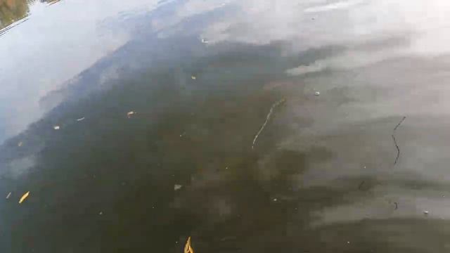 САЗАНЧИКИ ПОШЛИ НА ПАУК А НА СПИНИННГИ НЕ БУМ-БУМ! РЫБАЛКА В КОНЦЕ ОКТЯБРЯ!