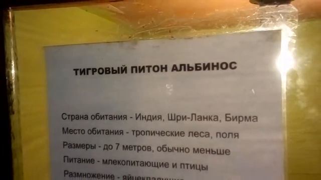 Змея питон альбинос смотреть онлайн